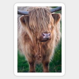 Highland Cow II Sticker